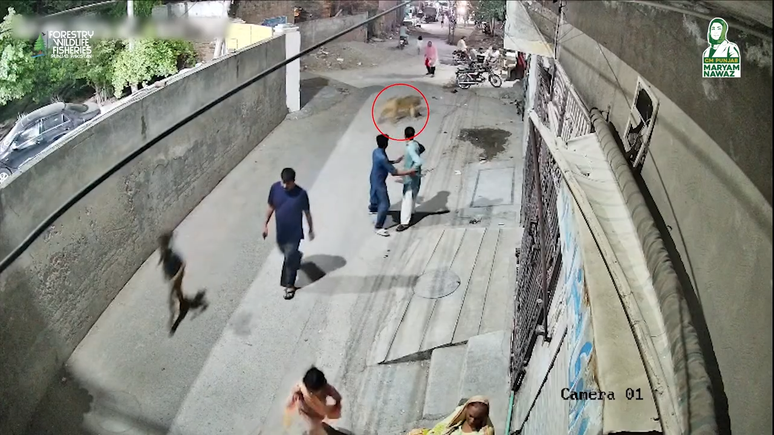 Le&atilde;o foge de casa e ataca fam&iacute;lia no Paquist&atilde;o