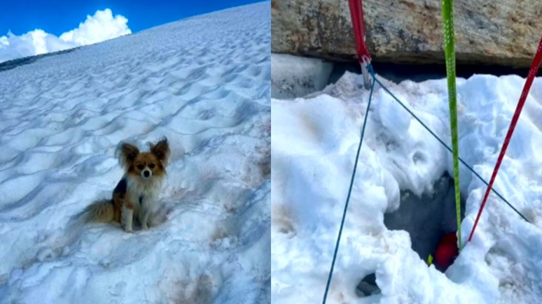 Em um ato de companheirismo, o chihuahua permaneceu sentado ao lado do buraco até a chegada da equipe de resgate
