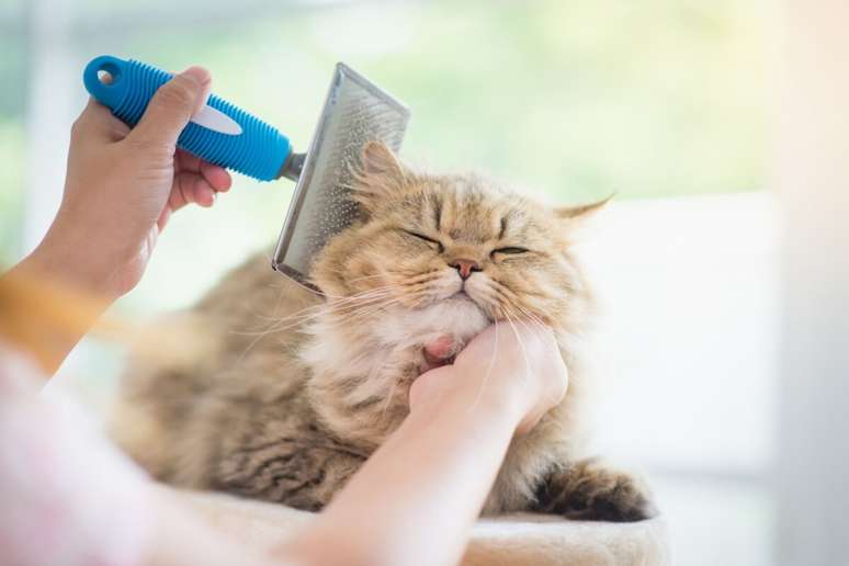 Escovar os gatos pode ajudar a diminuir os agentes alérgicos 