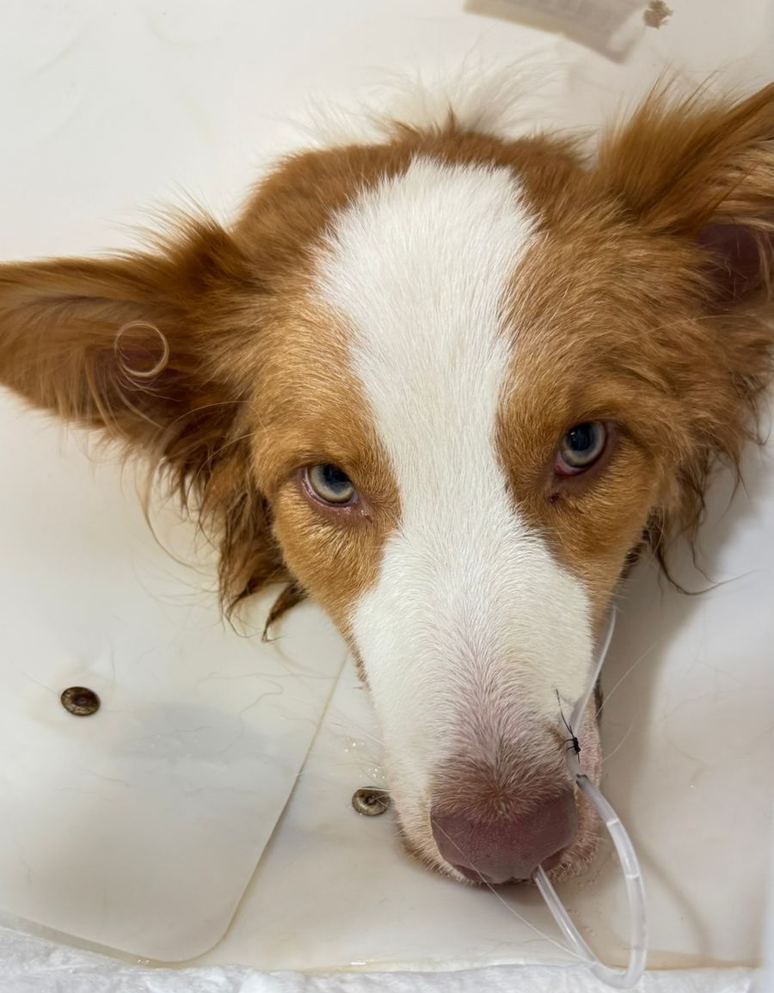 Cão Pingo durante cuidados em UTI após intoxicação por plantas