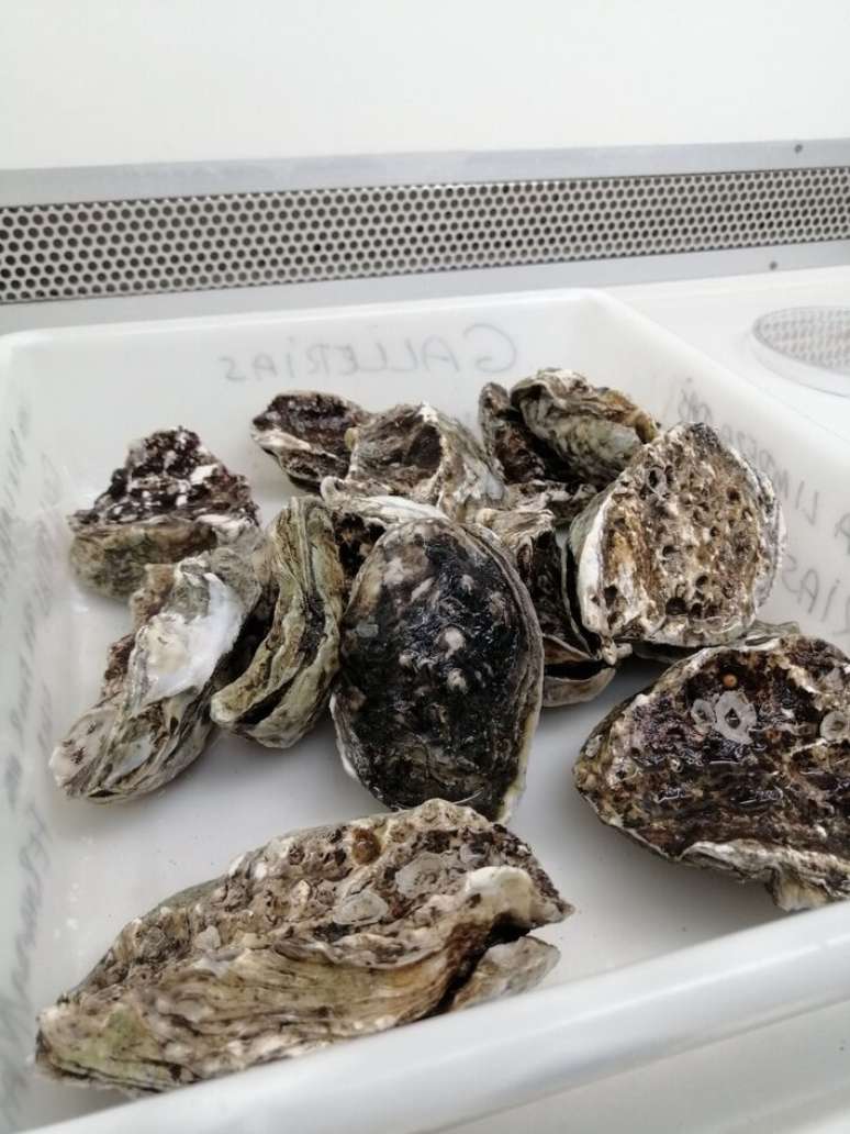 The oysters sold in different parts of the country carry multi -resistant bacteria and toxic metal