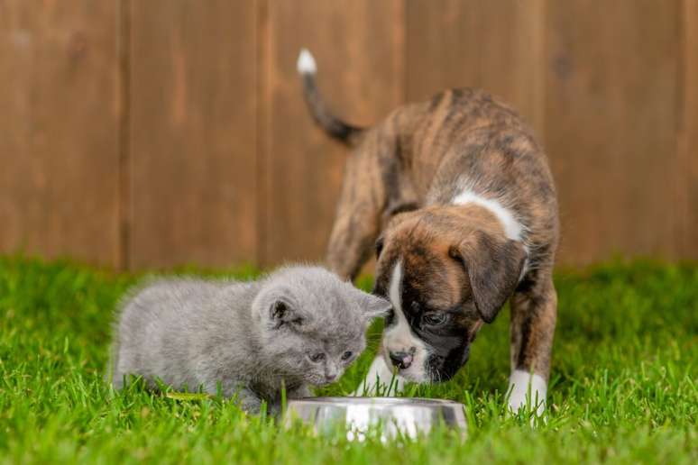 A giardíase é uma infecção que pode causar perda de apetite nos filhotes de cachorro e gato 