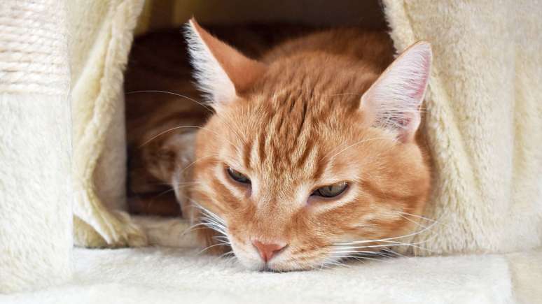 Intestinal health of cats: see how to take care of your feline