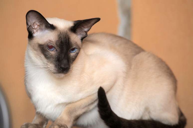 O gato siâmes tem um miado forte, grave e frequente 