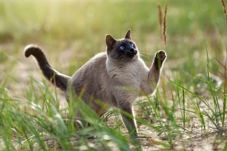 O gato thai tem uma pelagem densa e macia 