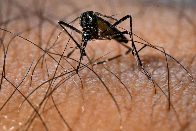 Itália teve mais de 380 casos de dengue autóctone entre 2006 e 2023