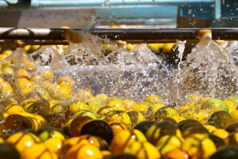 Setor processador e exportador de suco de laranja movimenta aproximadamente US$ 3 bilhões por ano em receitas de exportações