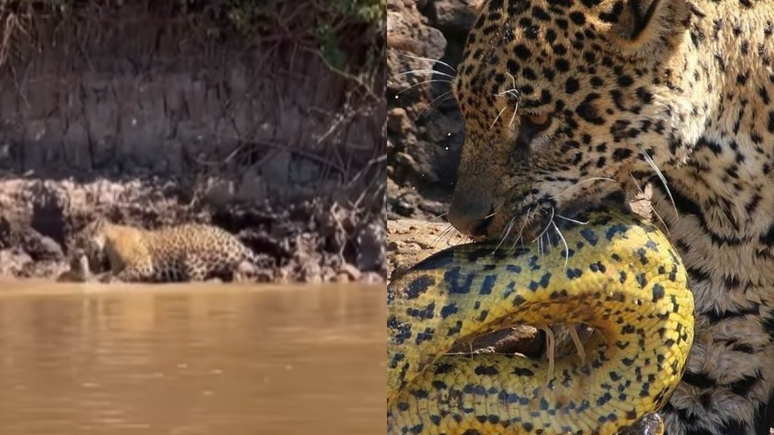 Sucuri cai de árvore e é atacada por onça-pintada no Pantanal