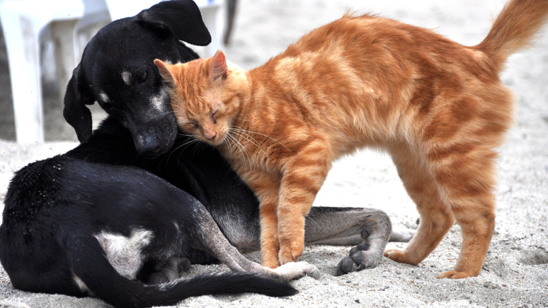 Tactical dogs and cats are the favorite pets of the Brazilians