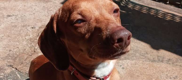 Snowbell foi encontrado morto e degolado na garagem de casa