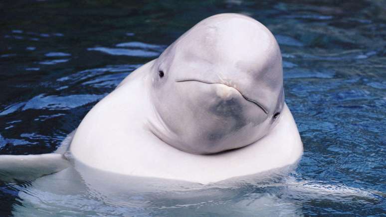 As baleias beluga se comunicam e navegam por meio de assobios e estalos