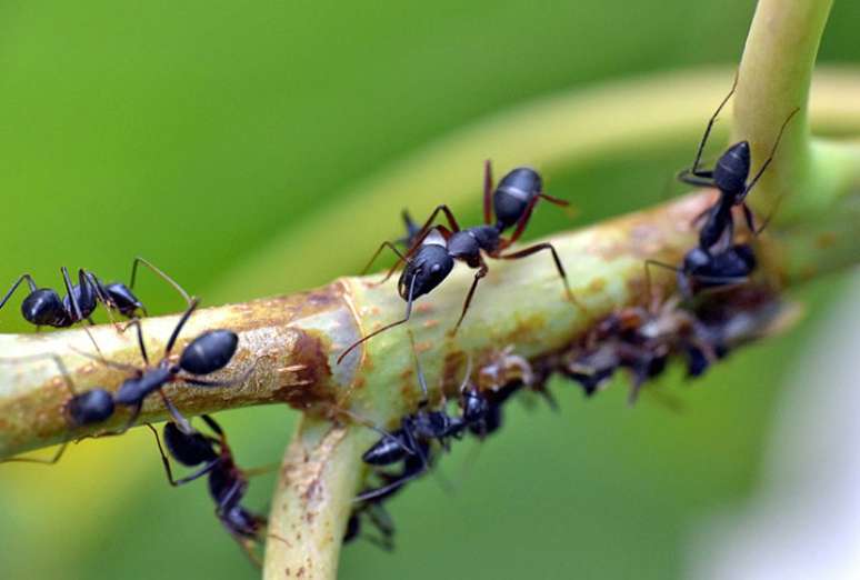 Ant on the plate: what does medicine say on insect consumption?