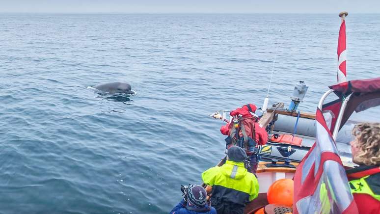 Miller e sua equipe observaram que as baleias pararam de se alimentar após ouvir o ruído do sonar