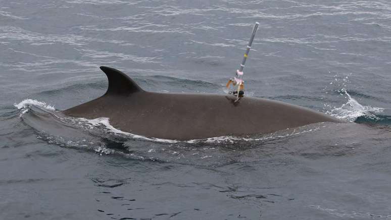 Ao colocar tags de monitoramento nas costas das baleias, os cientistas conseguiram estabelecer a correlação entre os sons de sonar e a redução do tempo de alimentação