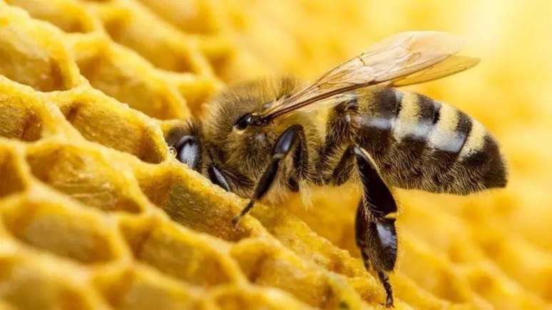 APIs perform a process of purification of honey, which discourages the appearance of microorganisms APIs perform a process of purification of honey, which discourages the appearance of microorganisms