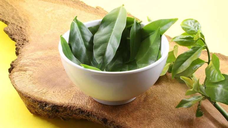 Veja opções de PANCs para plantar em casa