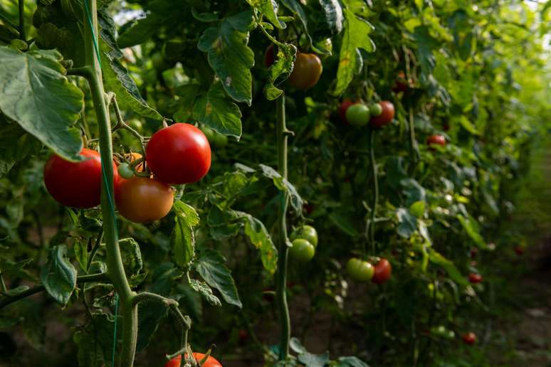 Pesquisadores observaram mariposas que botam ovos em tomateiros para que as larvas possam se alimentar deles assim que sa&iacute;rem da casca