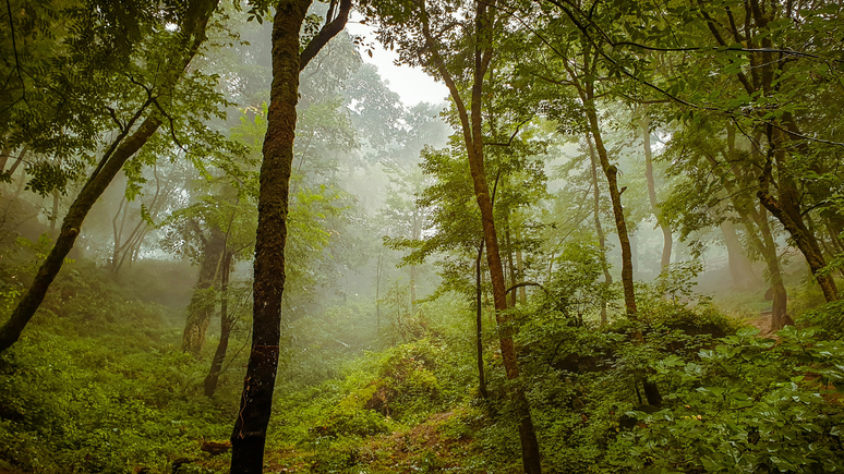 Viva receives double recognition from the CDP for its performance against climate change