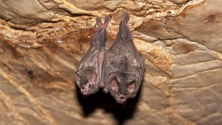 Conhecer em detalhes os pat&oacute;genos e os reservat&oacute;rios naturais de muitos dele &mdash; como &eacute; o caso de morcegos &mdash; &eacute; essencial para planejar a&ccedil;&otilde;es de conten&ccedil;&atilde;o e ferramentas de diagn&oacute;stico e tratamento, defendem pesquisadores