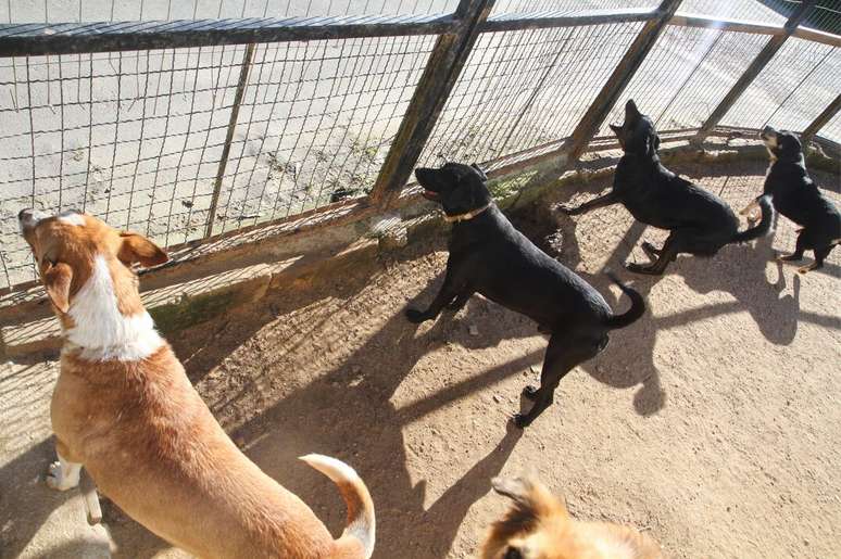 The changes oblige dogs and coffers to follow environmental and silence standards in Porto Alegre The changes oblige dogs and coffers to follow environmental and silence standards in Porto Alegre