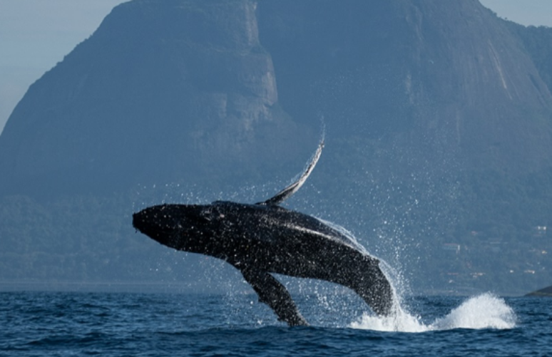 Baleia Jubarte foi vista dando show em frente à Pedra da Gávea na semana passada