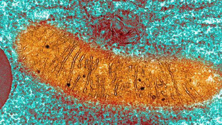 Foto de uma mitocôndria capturada com um microscópio — existem até meio milhão delas em um óvulo fecundado