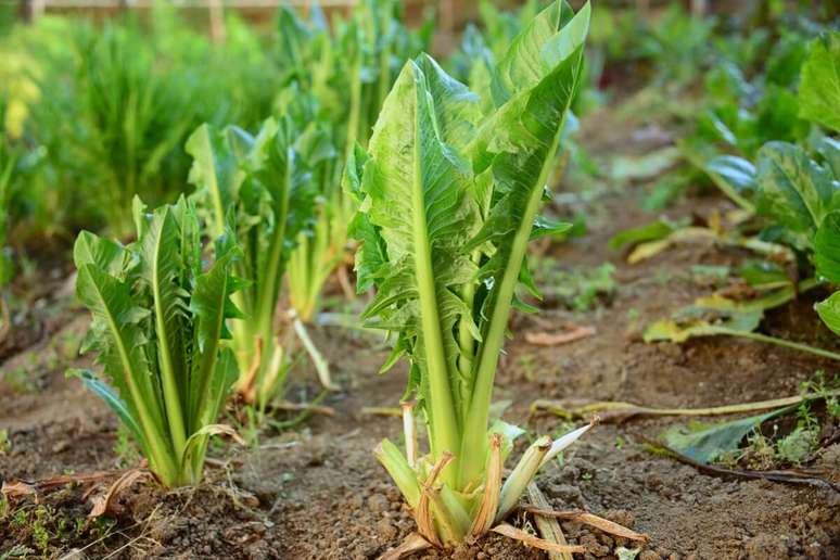 Chicory helps to strengthen bones and muscles 