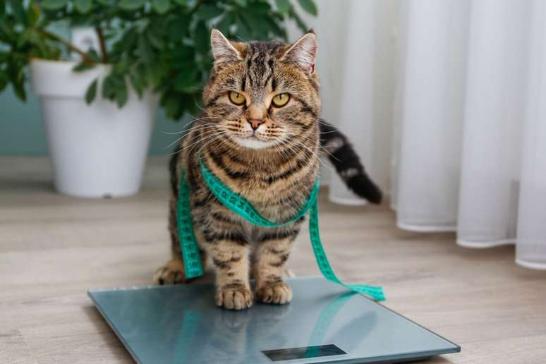 A obesidade é prejudicial para a saúde de cães e gatos