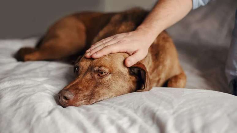 Zoonosis require attention from families with pets; Know the main