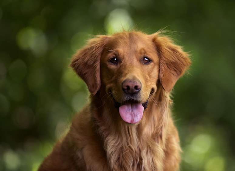 Golden Retriever está entre as raças de cães mais inteligentes
