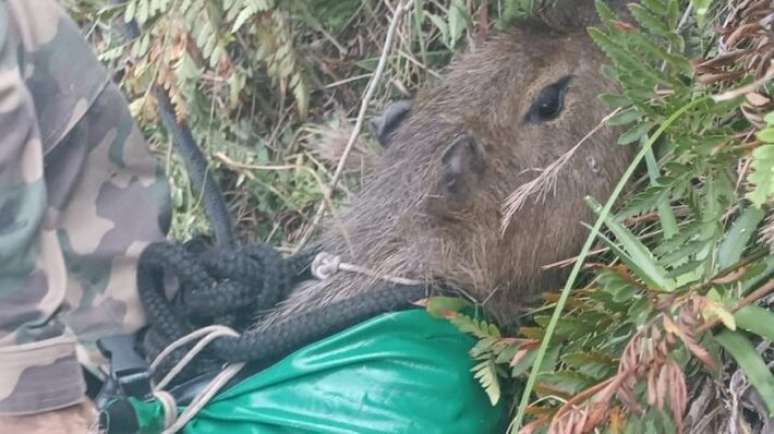 Polícia Militar de Santa Catarina resgatou capivara em penhasco de difícil acesso na Trilha da Caverna.