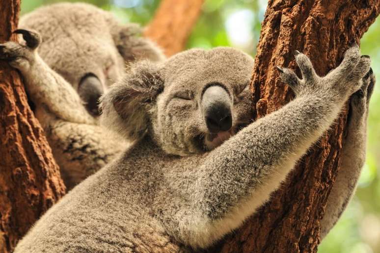 8 interesting curiosities about the Koala