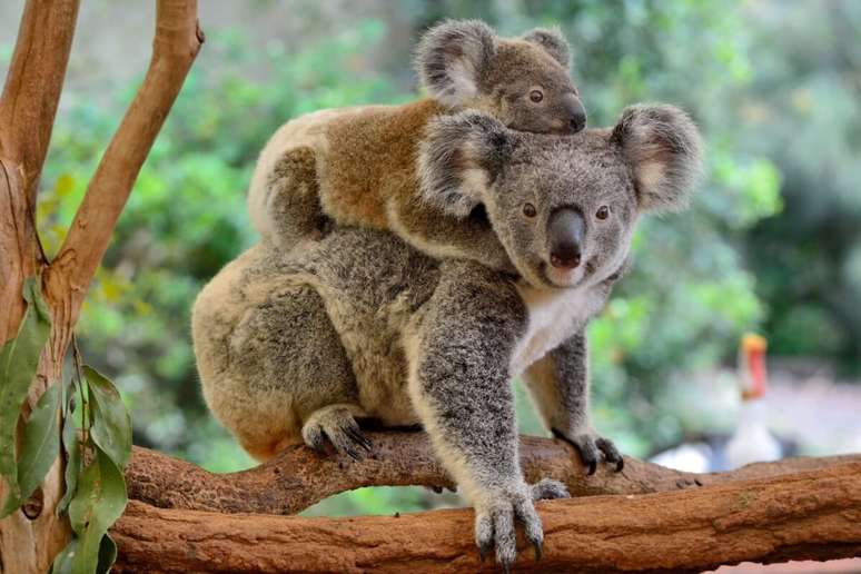 Coala's puppies are born with a few centimeters and develop for months in the mother's abdominal bag Coala's puppies are born with a few centimeters and develop for months in the mother's abdominal bag