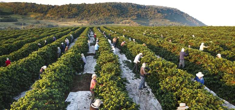 Uma das fazendas da marca de café pertencente a Roberto Irineu Marinho e Karen Marinho