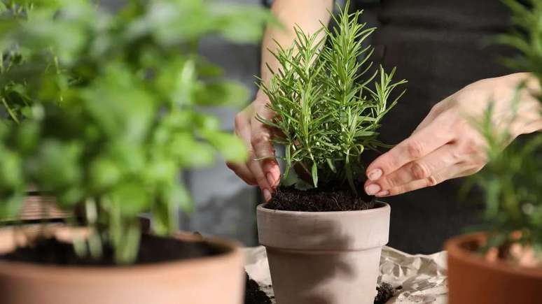 Plants in winter: 5 essential tips to take care of your garden
