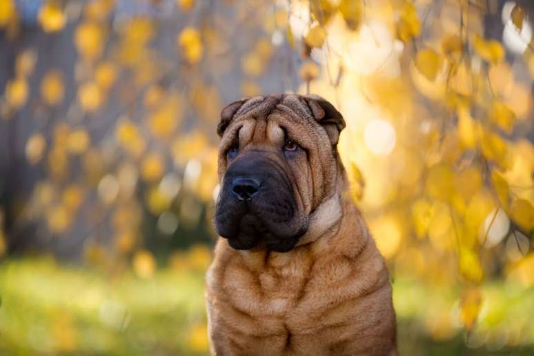 7 animals more likely to eye problems
