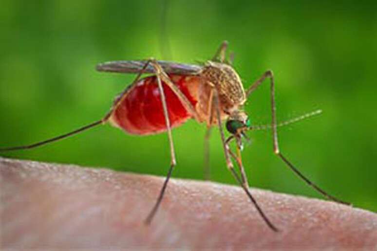 Vírus é transmitido por mosquitos infectados