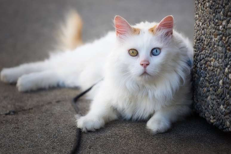 Van's Turkish cat has no puts, which avoids the formation of us and extends with daily brushing Van's Turkish cat has no puts, which avoids the formation of us and extends with daily brushing