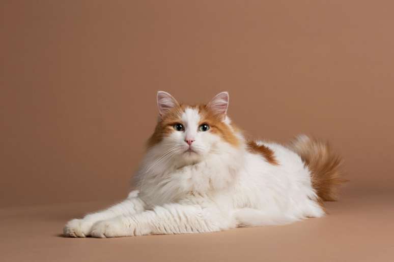 4 Features of the Turkish van cat