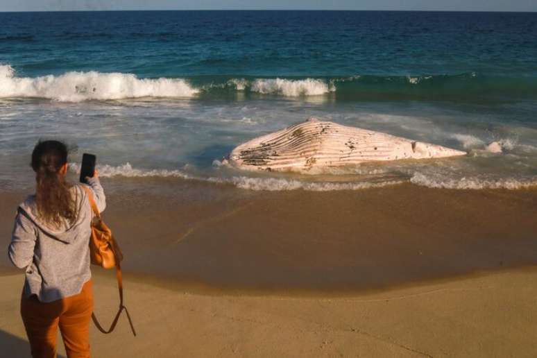 Baleia-jubarte morta atraiu a aten&ccedil;&atilde;o de curiosos na praia de S&atilde;o Conrado.