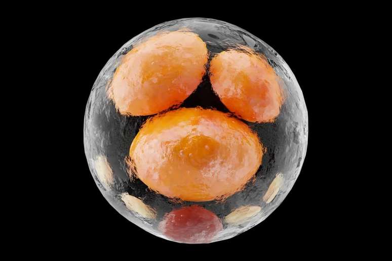 The mixture found in red fruits opens space for future research on the reduction of fat in humans The mixture found in red fruits opens space for future research on the reduction of fat in humans