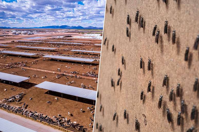 The United States have an ambitious plan to bomb the border with Mexico: with flies The United States have an ambitious plan to bomb the border with Mexico: with flies