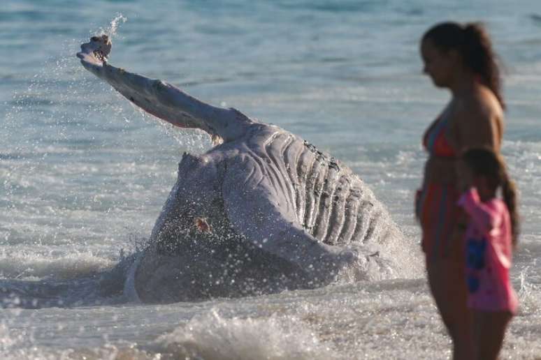 Baleias-jubartes est&atilde;o na temporada de migra&ccedil;&atilde;o.