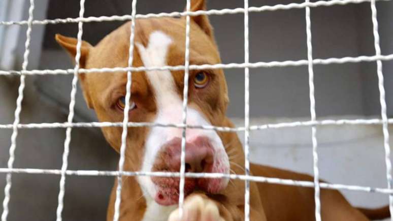 Foto ilustrativa de um cachorro pitbull