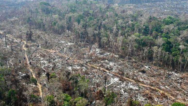 Segundo governo americano, dificuldade do Brasil em combater o desmatamento prejudica produtores agr&iacute;colas e de madeira americanos