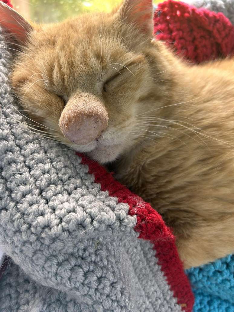 Barney, gato resgatado na Irlanda do Norte, com seu famoso "narig&atilde;o"