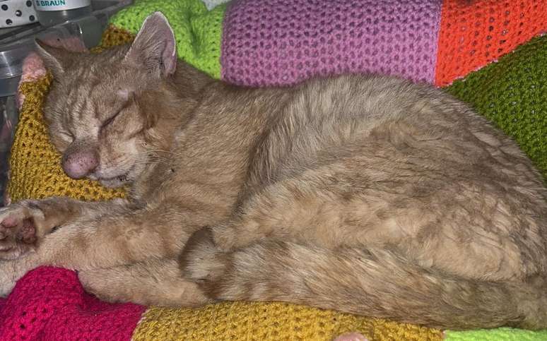 Barney, gato resgatado na Irlanda do Norte, com seu famoso "narig&atilde;o"