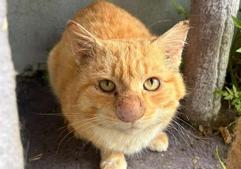 Barney, gato resgatado na Irlanda do Norte, com seu famoso "narig&atilde;o"