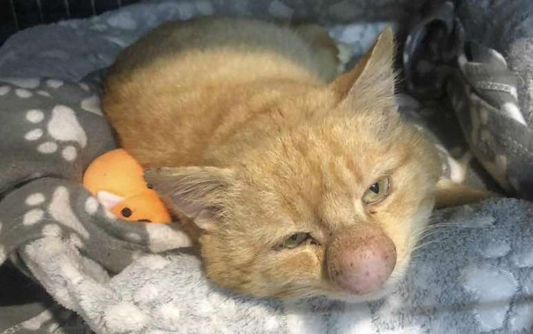 Barney, gato resgatado na Irlanda do Norte, com seu famoso "narig&atilde;o"