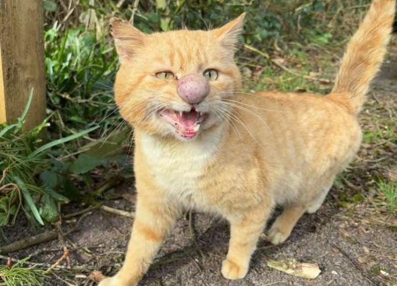 Barney, gato resgatado na Irlanda do Norte, com seu famoso "narig&atilde;o"